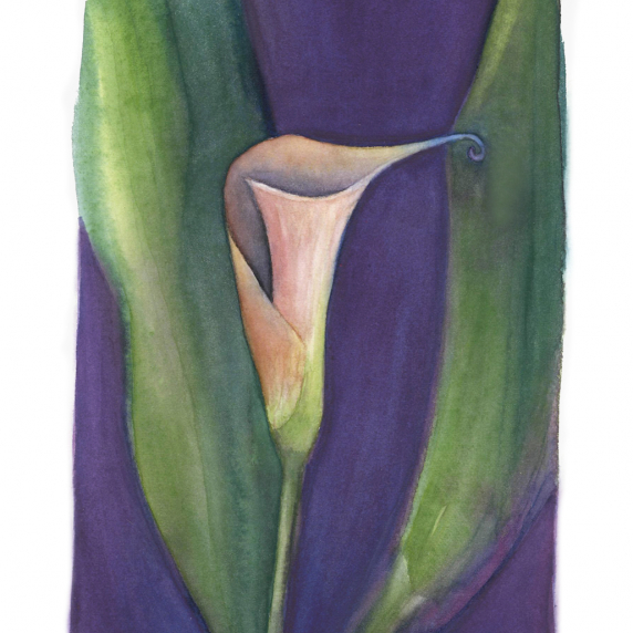 callalily.jpg