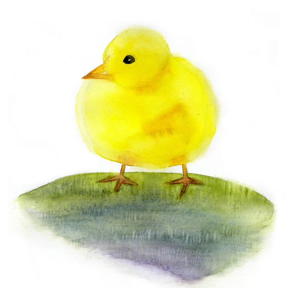 chickie.jpg
