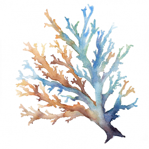 coral1.jpg