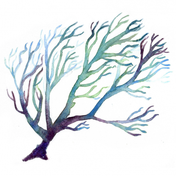 coral2.jpg
