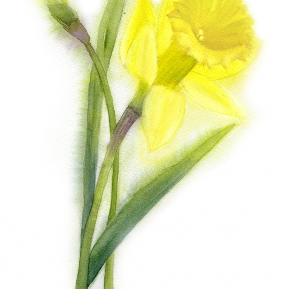 daffodil.jpg