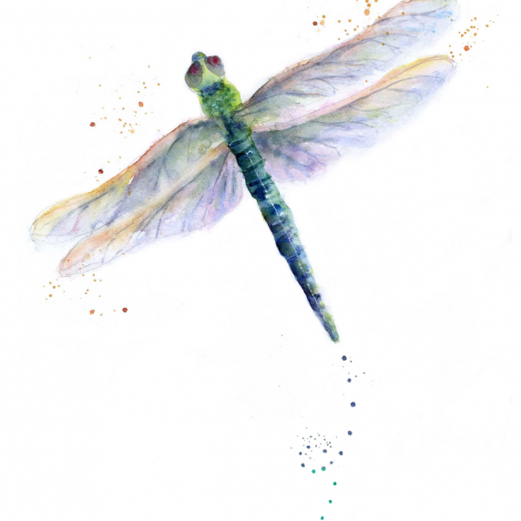 firefly.jpg