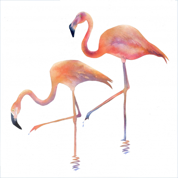 flamingos.jpg