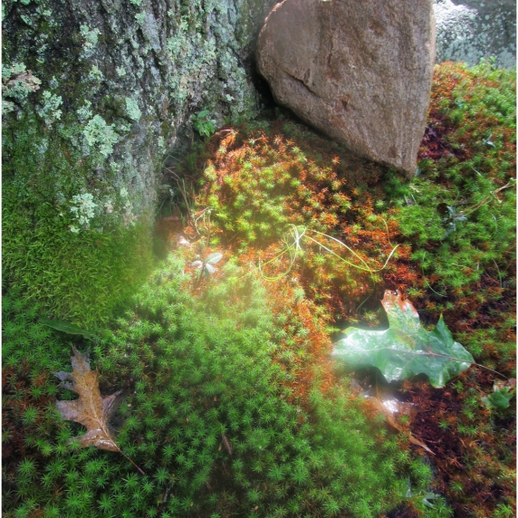 heartrockmoss.jpg