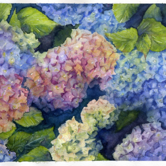 hydrangeas.jpg