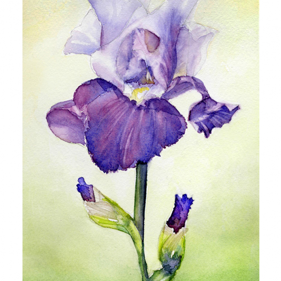 iris.jpg
