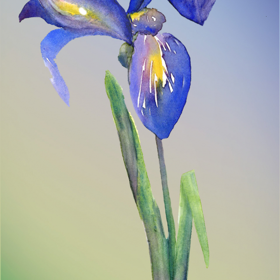 iris3.jpg