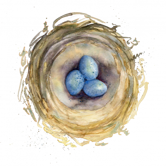nest.jpg