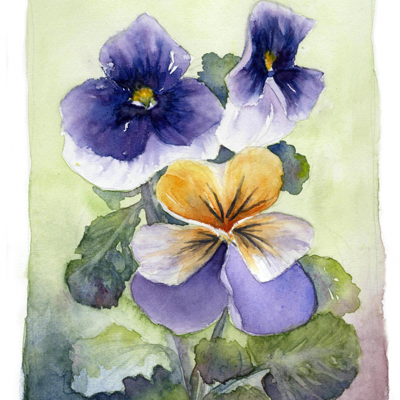 pansies.jpg