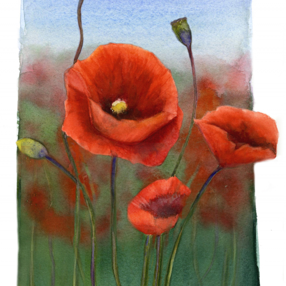 poppies.jpg