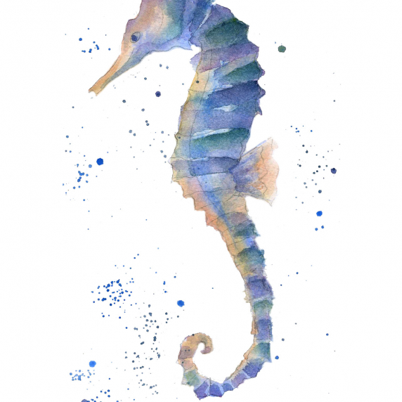 seahorse.jpg