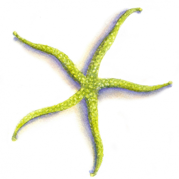 star1.jpg
