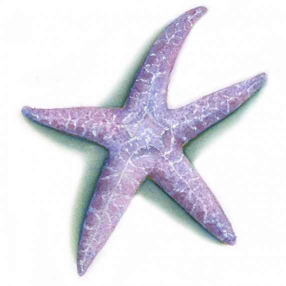 star3.jpg