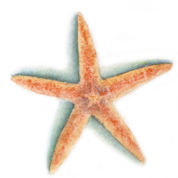 star4.jpg
