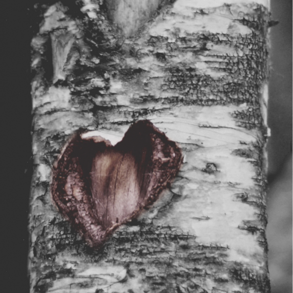 treeheart.jpg