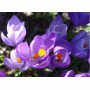 crocus.jpg