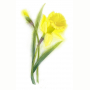 daffodil.jpg