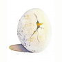 eggcrack.jpg