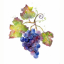 grapes.jpg