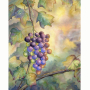 grapes1.jpg