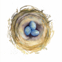 nest.jpg