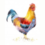 rooster.jpg
