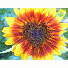 sunflowerheart.jpg
